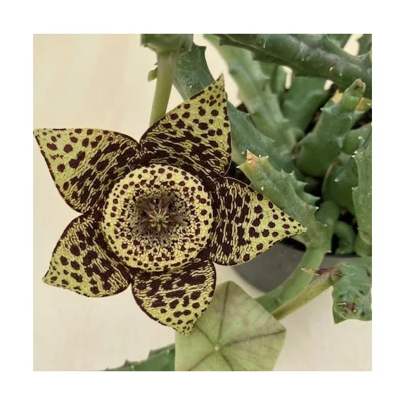 Stapelia sp. - Dögvirág Stapelia sp. - Dögvirág