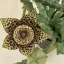 Stapelia sp. - Dögvirág