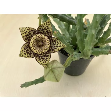 Stapelia sp. - Dögvirág
