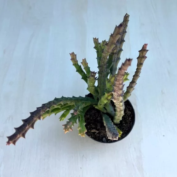 Stapelia sp. - Dögvirág Stapelia sp. - Dögvirág