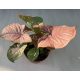 Syngonium podophyllum Pink - rózsaszín nyíllevél