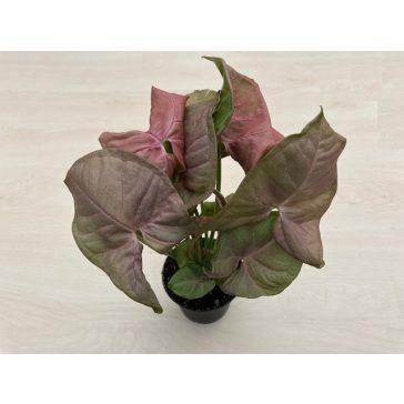 Syngonium podophyllum Pink - rózsaszín nyíllevél