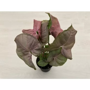 Syngonium podophyllum Pink - rózsaszín nyíllevél