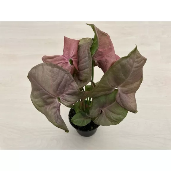 Syngonium podophyllum Pink - rózsaszín nyíllevél Syngonium podophyllum Pink - rózsaszín nyíllevél