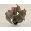 Syngonium podophyllum Pink - rózsaszín nyíllevél