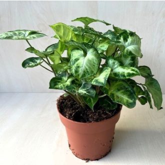 Syngonium podophyllum 'Pixie' - Törpe nyíllevél