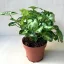 Syngonium podophyllum 'Pixie' - Törpe nyíllevél