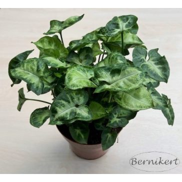 Syngonium podophyllum 'Pixie' - Törpe nyíllevél