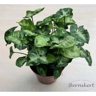 Syngonium podophyllum 'Pixie' - Törpe nyíllevél