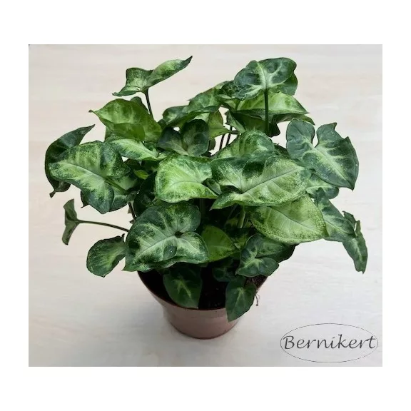 Syngonium podophyllum 'Pixie' - Törpe nyíllevél