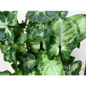 Syngonium podophyllum 'Pixie' - Törpe nyíllevél