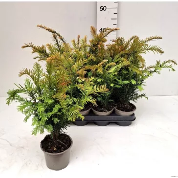  Taxus baccata - közönséges tiszafa