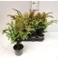  Taxus baccata - közönséges tiszafa