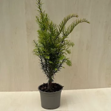  Taxus baccata - közönséges tiszafa
