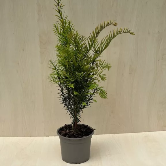  Taxus baccata - közönséges tiszafa
