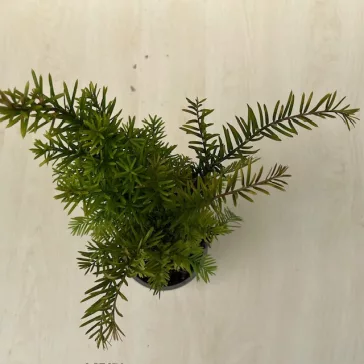  Taxus baccata - közönséges tiszafa