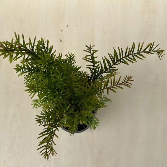  Taxus baccata - közönséges tiszafa