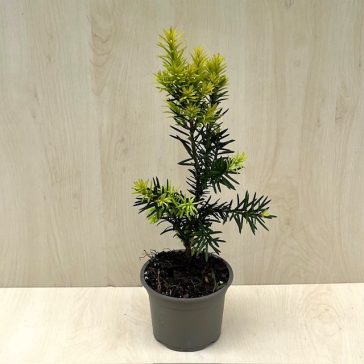    Taxus × media 'Hicksii' - Oszlopos tiszafa (termős)