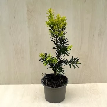    Taxus × media 'Hicksii' - Oszlopos tiszafa (termős)