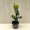  Taxus × media 'Hicksii' - Oszlopos tiszafa (termős)