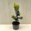  Taxus × media 'Hicksii' - Oszlopos tiszafa (termős)