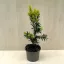 Taxus × media 'Hicksii' - Oszlopos tiszafa (termős)