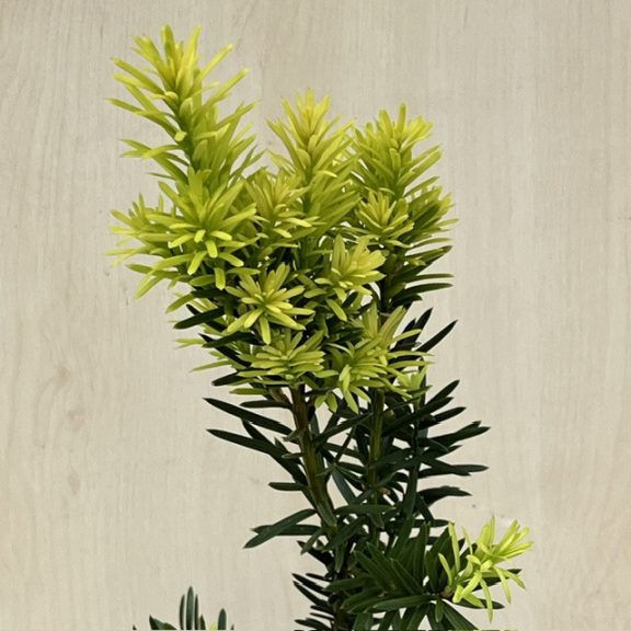  Taxus × media 'Hicksii' - Oszlopos tiszafa (termős)