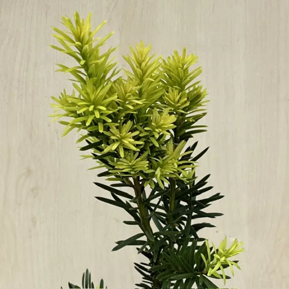  Taxus × media 'Hicksii' - Oszlopos tiszafa (termős)