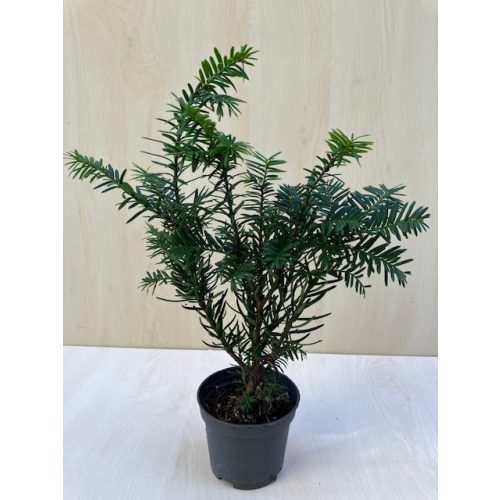 Taxus baccata - közönséges tiszafa