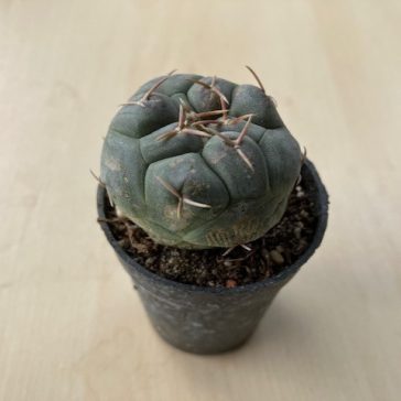 Thelocactus hexaedrophorus