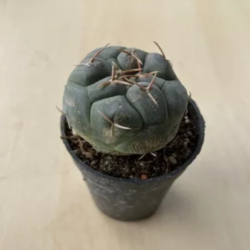 Thelocactus hexaedrophorus