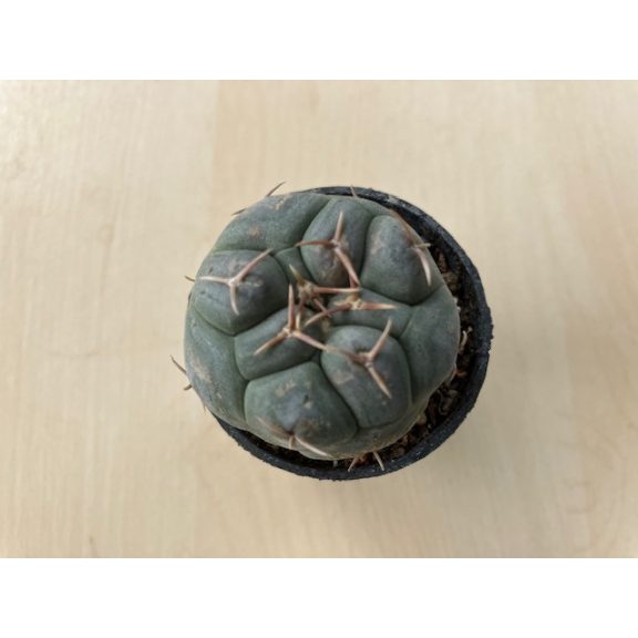 Thelocactus hexaedrophorus