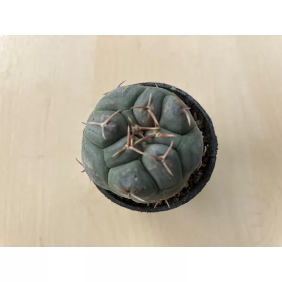 Thelocactus hexaedrophorus