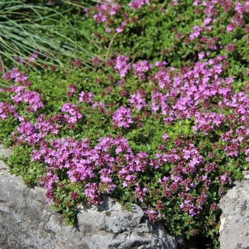 Thymus praecox 'Magic Carpet'