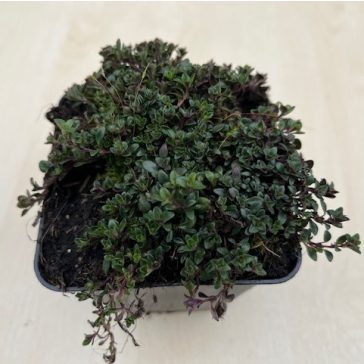 Thymus praecox 'Magic Carpet'