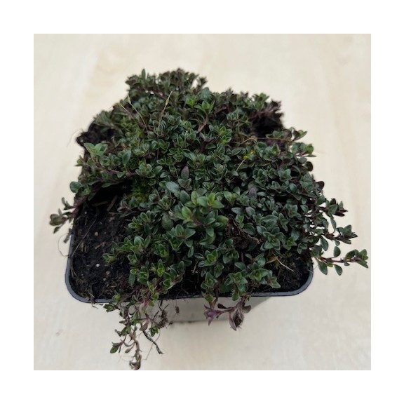 Thymus praecox 'Magic Carpet'