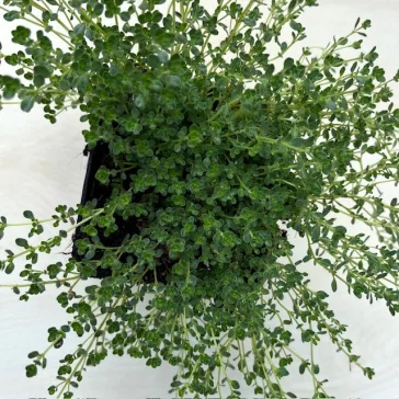 Thymus praecox 'Pink Chintz'