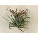 Tillandsia