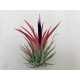 Tillandsia ionantha 3 db