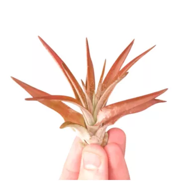 Tillandsia abdita Red