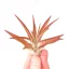 Tillandsia abdita Red