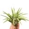 Tillandsia abdita