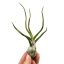 Tillandsia bulbosa