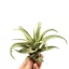 Tillandsia capitata Green