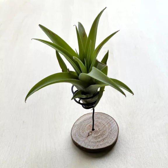 Tillandsia capitata Green