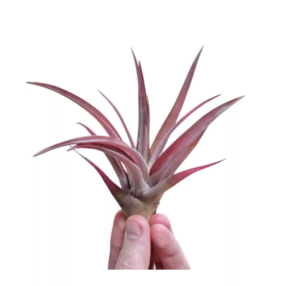 Tillandsia capitata Peach Red Tillandsia capitata Peach Red