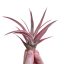 Tillandsia capitata Peach Red