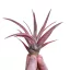 Tillandsia capitata Peach Red