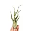 Tillandsia Caput Medusae