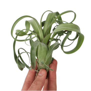 Tillandsia Curly Slim - Kisebb